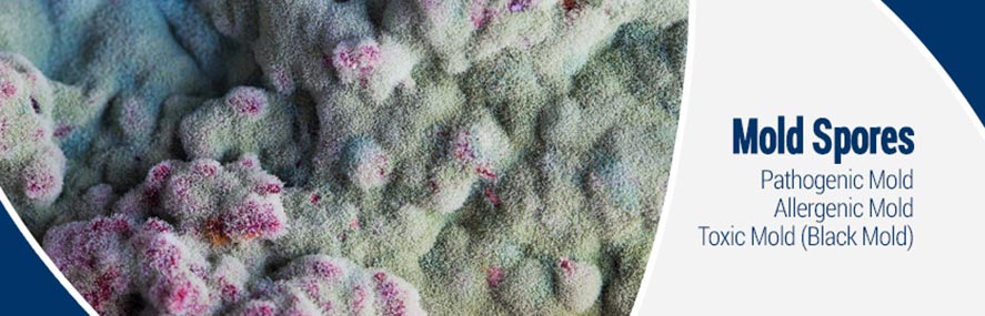 Mold Spores Prevention in Binghamton & Ithaca, NY